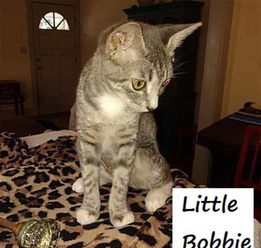 Photo of Little Bobbie #bestie-of-Tango