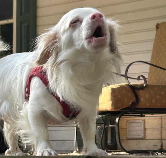 Photo of Aspen