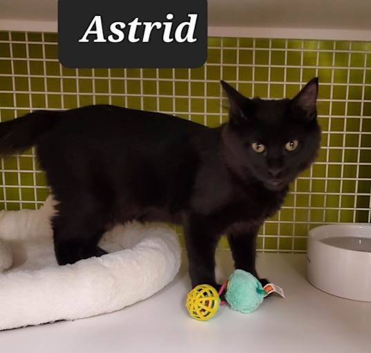 Photo of Astrid 1242