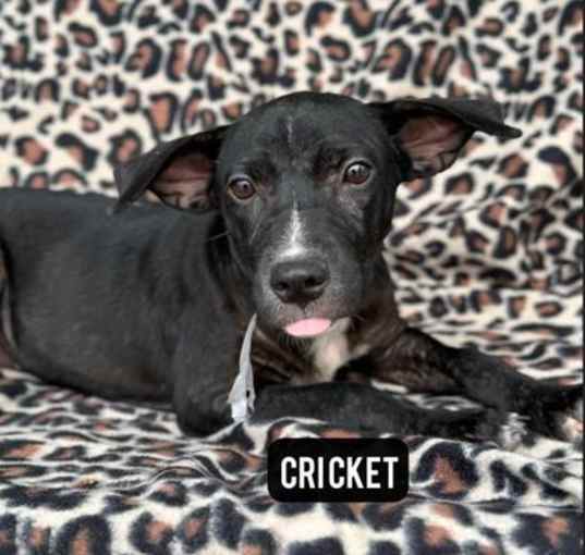 Photo of Cricket