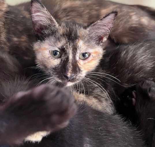 Photo of Piper TORTIE