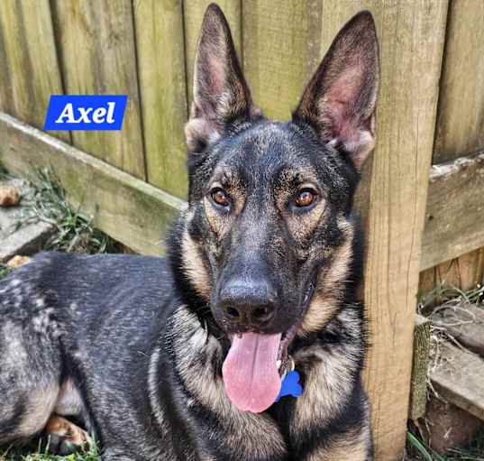 Photo of Axel