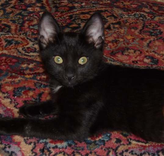 Photo of Binx