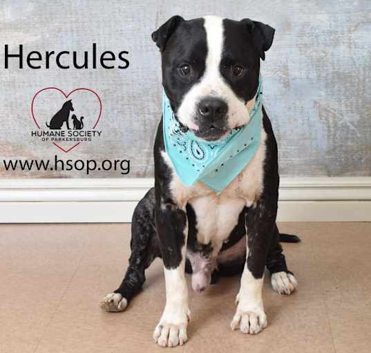 Photo of Hercules