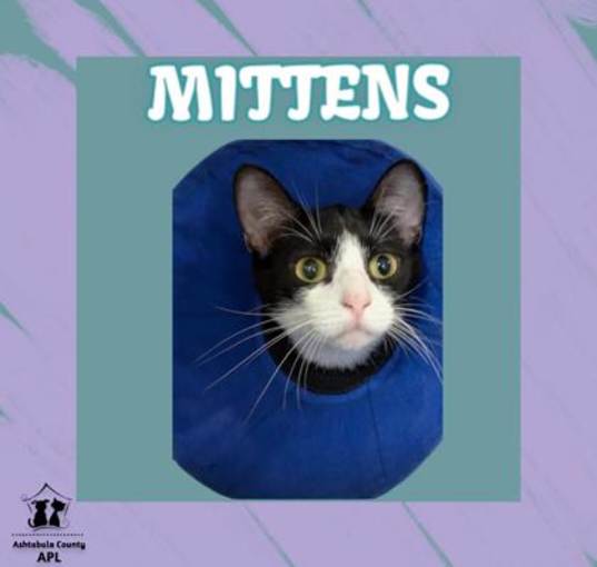 Photo of Mittens