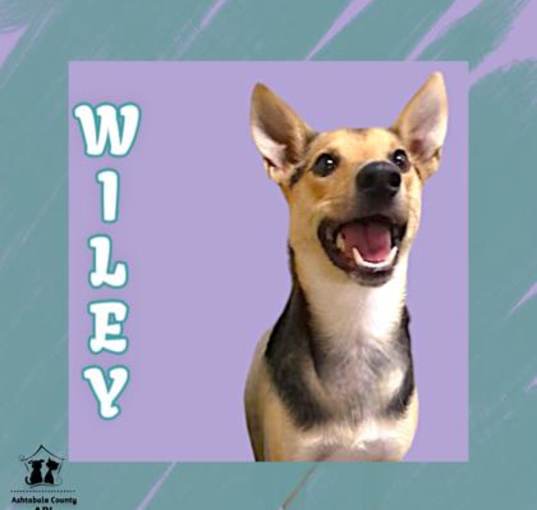 Photo of Wiley