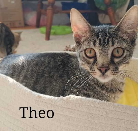 Photo of Theo