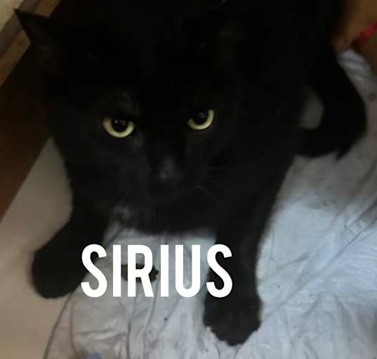 Photo of Sirius