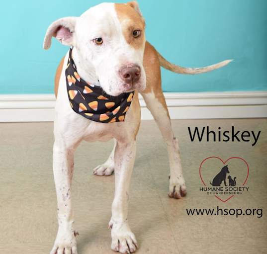 Photo of Whiskey