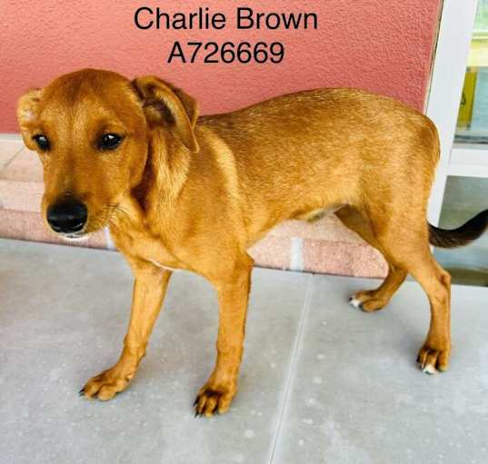 Photo of Charlie Brown