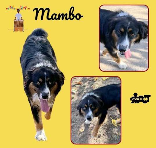 Photo of Mambo (Ritzy)