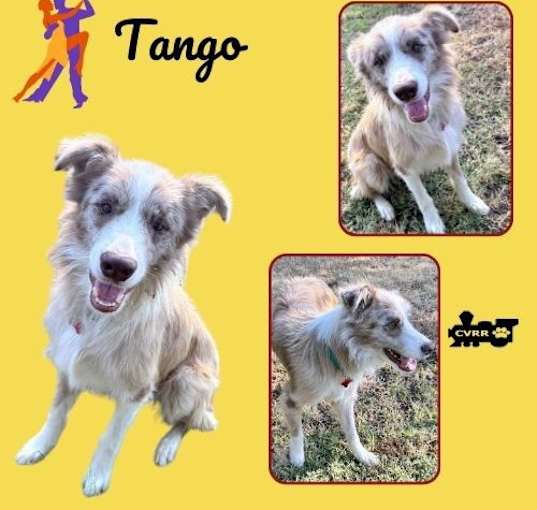 Photo of Tango (Ritzy)