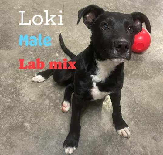 Photo of Loki