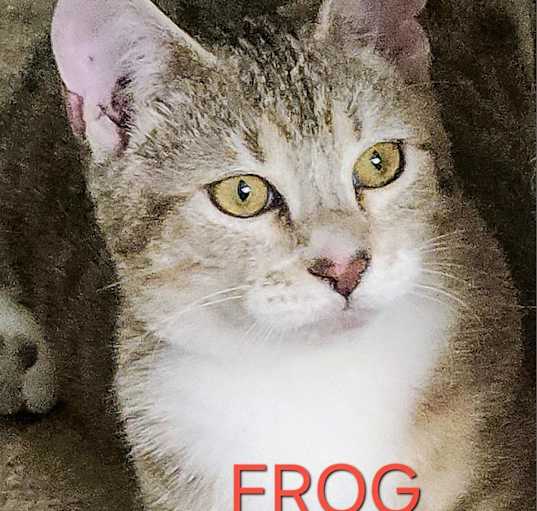 Photo of Frog