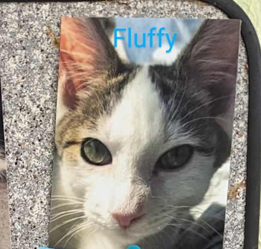 Photo of Fluffy