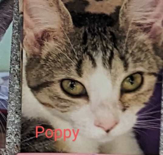 Photo of Poppy