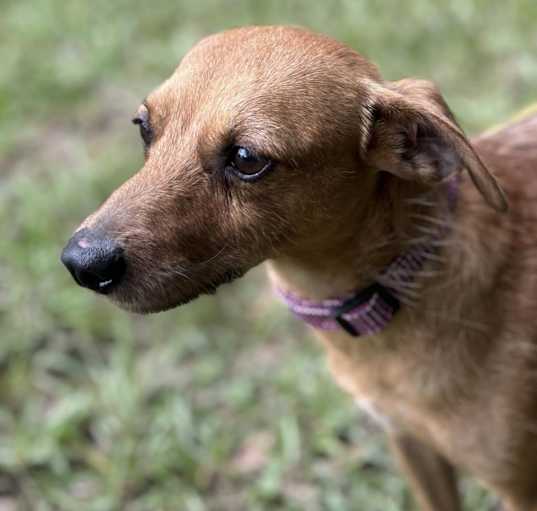 Photo of Coconut