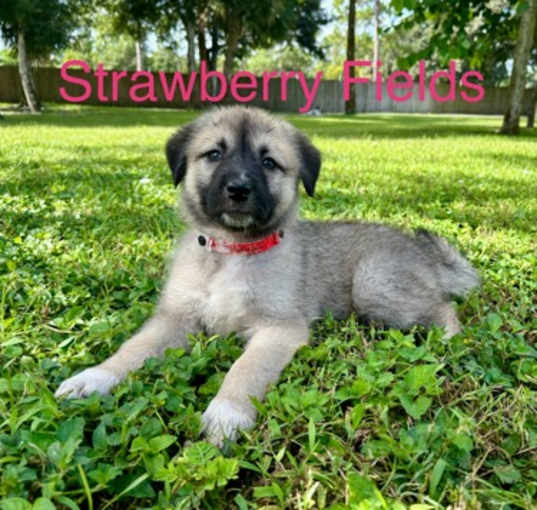 Photo of STRAWBERRY FIELDS