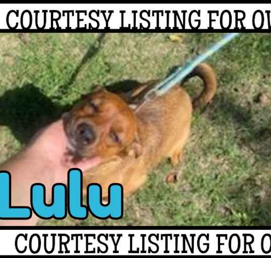 Photo of Lulu -COURTESY LISTING