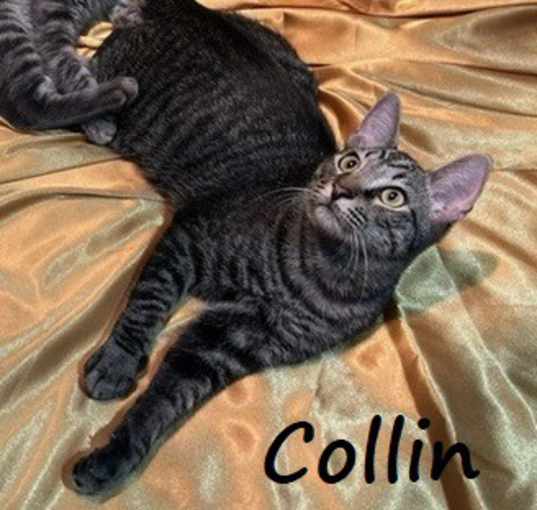 Photo of Collin #brother-of-Julian