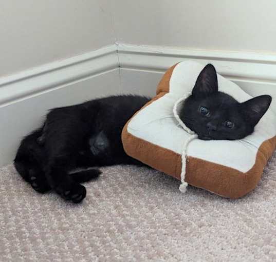 Photo of Binx- Courtesy List