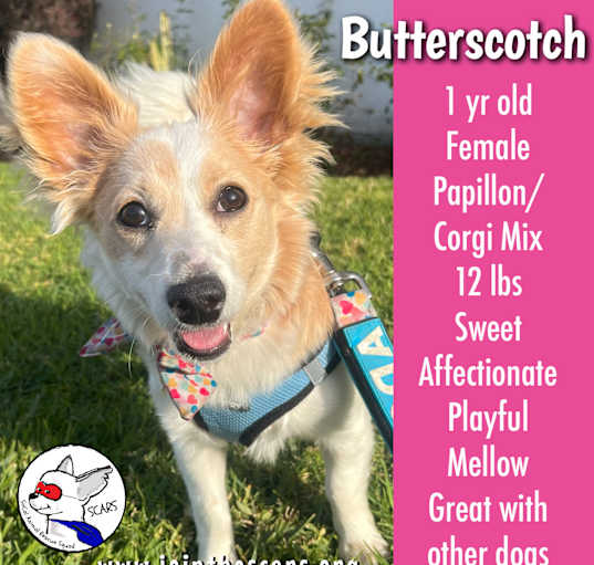 Photo of Butterscotch