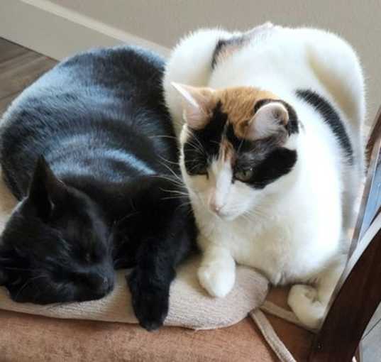 Photo of CLAWDIE & SPOOKY -Offered by Owner - Bonded Pair