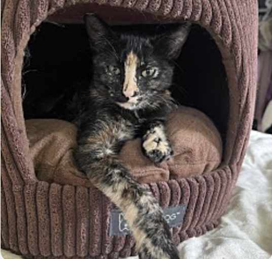 Photo of Bella Tortie