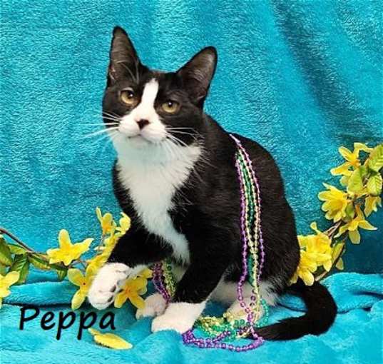 Photo of Peppa #loves-to-be-held