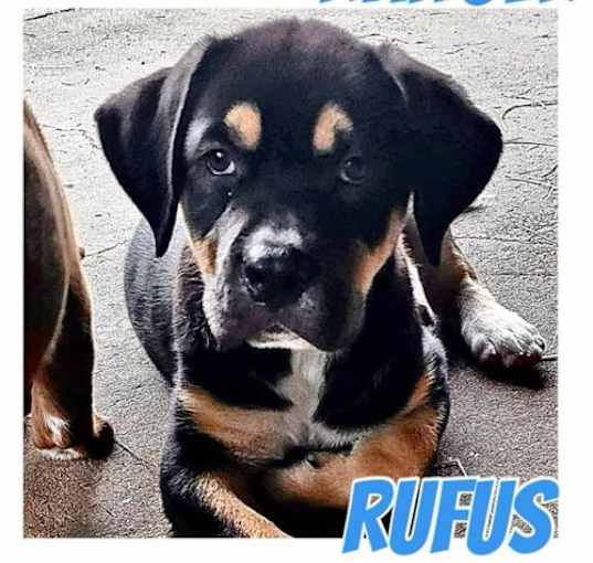 Photo of Rufus