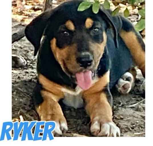 Photo of Ryker