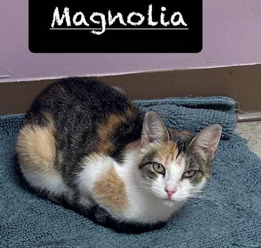 Photo of Magnolia