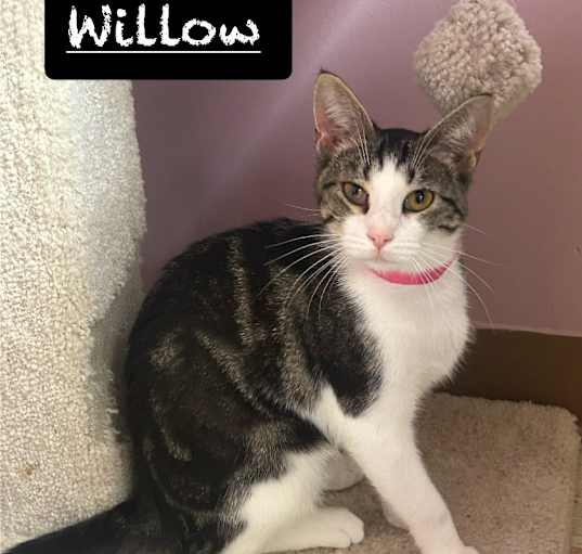 Photo of Willow