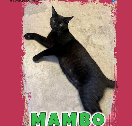 Photo of Mambo