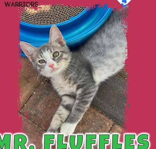 Photo of Mr Fluffles