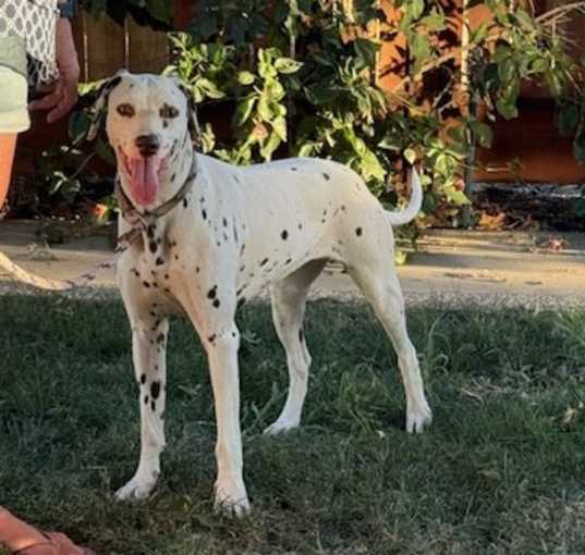 Photo of Penny