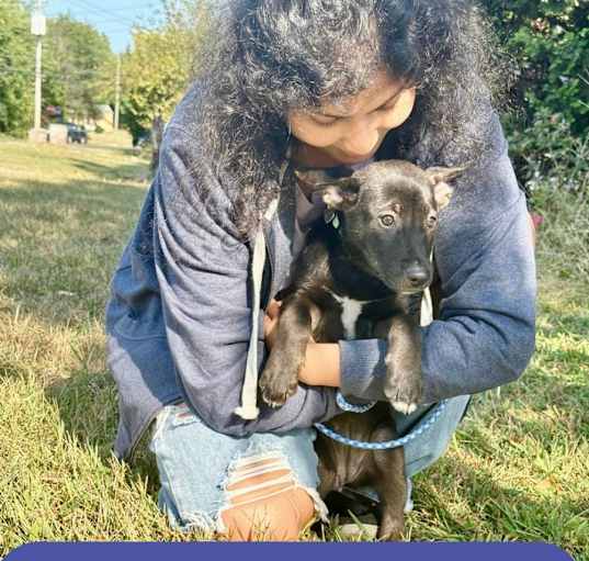 Photo of ADELAIDE   12 POUND PUPPY   FOSTERED IN NEW JERSEY