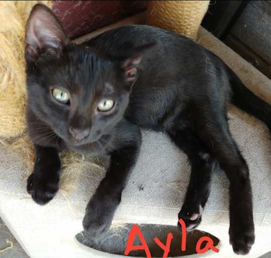 Photo of Ayla