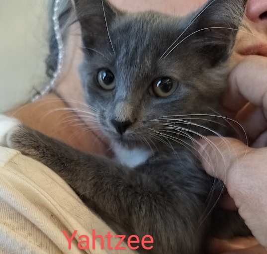 Photo of Yahtzee