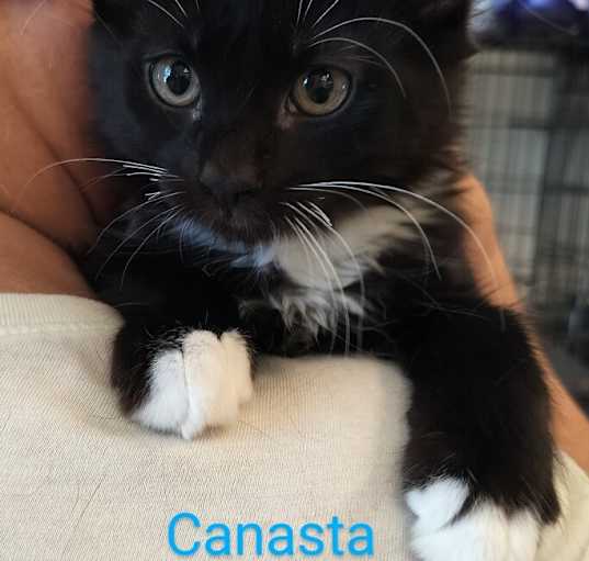 Photo of Canasta