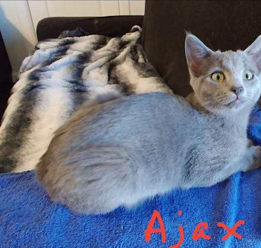 Photo of Ajax