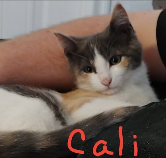 Photo of Callie Lou