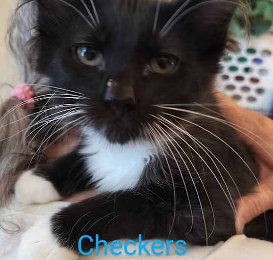 Photo of Checkers