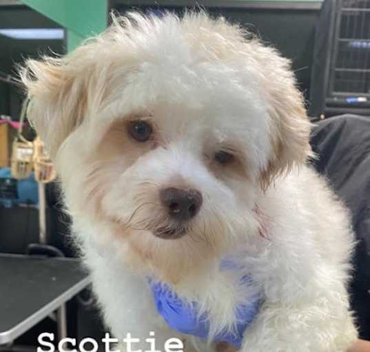 Photo of Scottie in TX