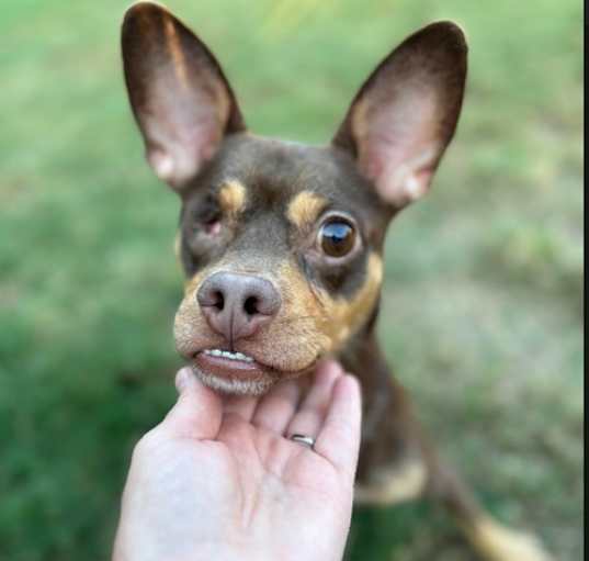 Photo of Popeye in TX