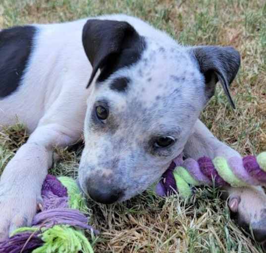 Photo of (Puppy) Jamaica