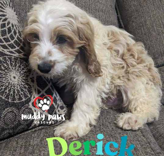 Photo of Derick - Dirty Dawg Litter