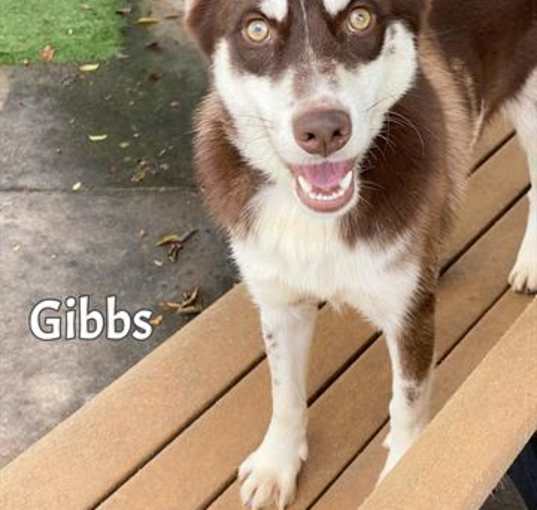 Photo of GIBBS