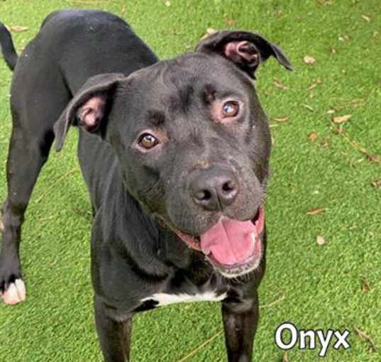 Photo of ONYX