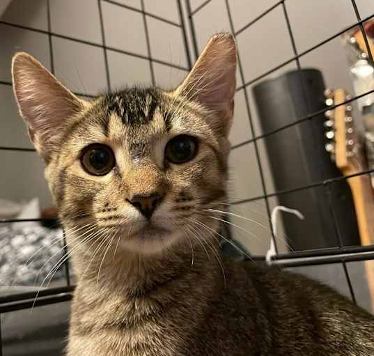 Photo of Piper